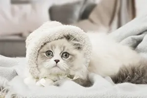 Minuet: Minuet Cat indoors wearing hat