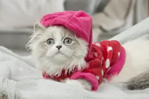 Minuet: Minuet Cat indoors wearing hat