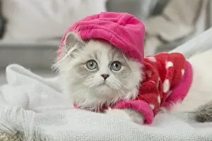 Minuet: Minuet Cat indoors wearing hat
