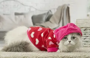 Minuet: Minuet Cat indoors wearing hat