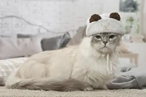 Minuet: Minuet Cat indoors wearing hat