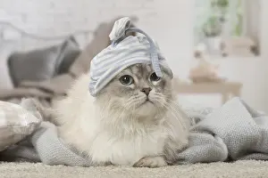 Minuet: Minuet Cat indoors wearing hat