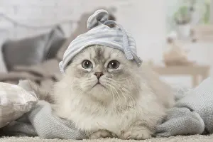 Minuet: Minuet Cat indoors wearing hat