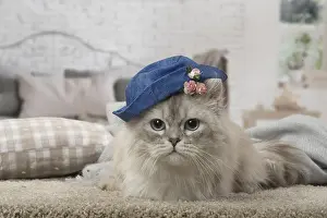 Minuet: Minuet Cat indoors wearing hat
