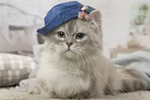 Minuet: Minuet Cat indoors wearing hat
