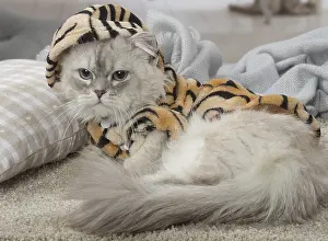 Minuet: Minuet Cat indoors wearing hat