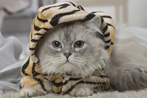 Minuet: Minuet Cat indoors wearing hat