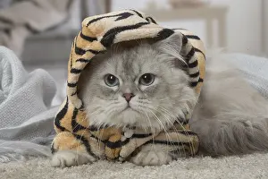 Minuet: Minuet Cat indoors wearing hat