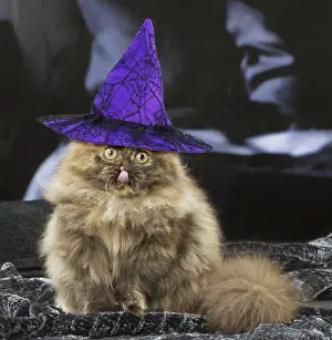 Hallowe En: Minuet cat indoors with witches hat