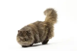Minuets: Minuet cat in the studio