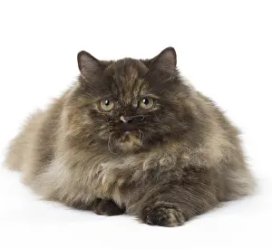 Minuets: Minuet cat in the studio