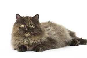 Minuets: Minuet cat in the studio