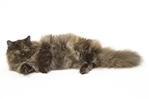 Minuet: Minuet cat in the studio