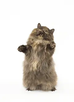 Minuet: Minuet cat in the studio