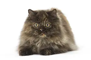 Minuet: Minuet cat in the studio
