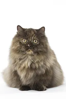 Minuet: Minuet cat in the studio