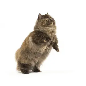 Minuet: Minuet cat in the studio