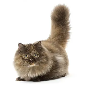 Minuet: Minuet cat in the studio