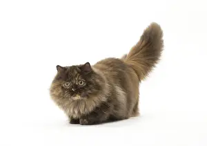 Minuet: Minuet cat in the studio