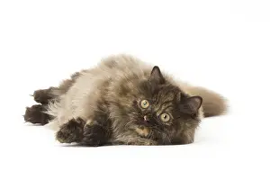 Minuet: Minuet cat in the studio
