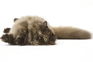 Minuet: Minuet cat in the studio