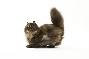 Minuet: Minuet cat in the studio