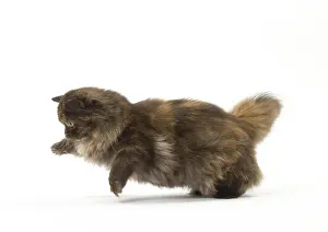 Pouncing: Minuet cat in the studio