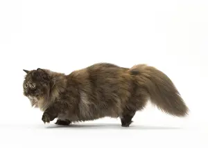 Minuet: Minuet cat in the studio
