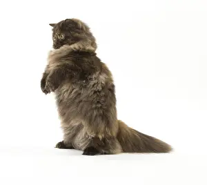 Minuet: Minuet cat in the studio