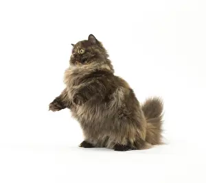 Minuet: Minuet cat in the studio