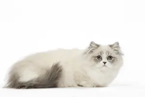 Minuet: Minuet Cat in the Studio