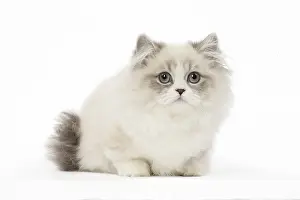 Minuet: Minuet Cat in the Studio