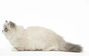 Minuet: Minuet Cat in the Studio