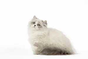 Minuet: Minuet Cat in the Studio