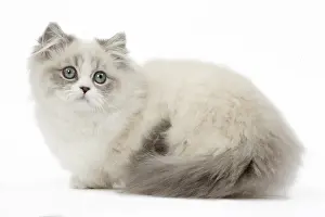 Minuet: Minuet Cat in the Studio