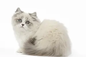 Minuet: Minuet Cat in the Studio