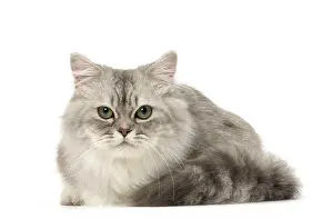 Minuet: Minuet Cat in the Studio