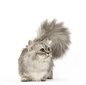 Minuet: Minuet Cat in the Studio