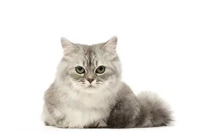 Minuet: Minuet Cat in the Studio