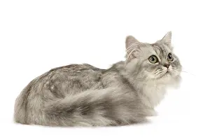 Minuet: Minuet Cat in the Studio