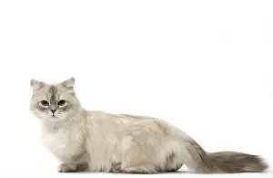 Minuet: Minuet Cat in the Studio