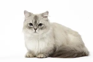 Minuet: Minuet Cat in the Studio