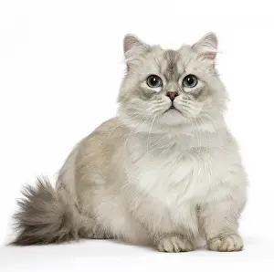 Minuet: Minuet Cat in the Studio