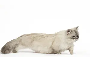 Minuet: Minuet Cat in the Studio