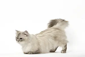 Yoga: Minuet Cat in the Studio