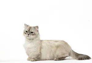 Minuet: Minuet Cat in the Studio