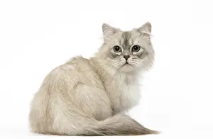 Minuet: Minuet Cat in the Studio