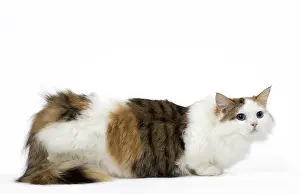 Minuet: Minuet Cat in the Studio