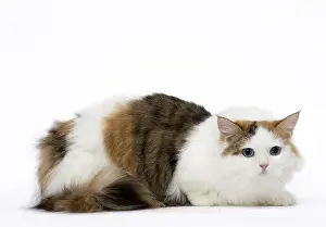Minuet: Minuet Cat in the Studio