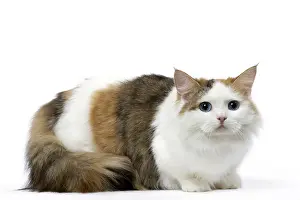 Minuet: Minuet Cat in the Studio